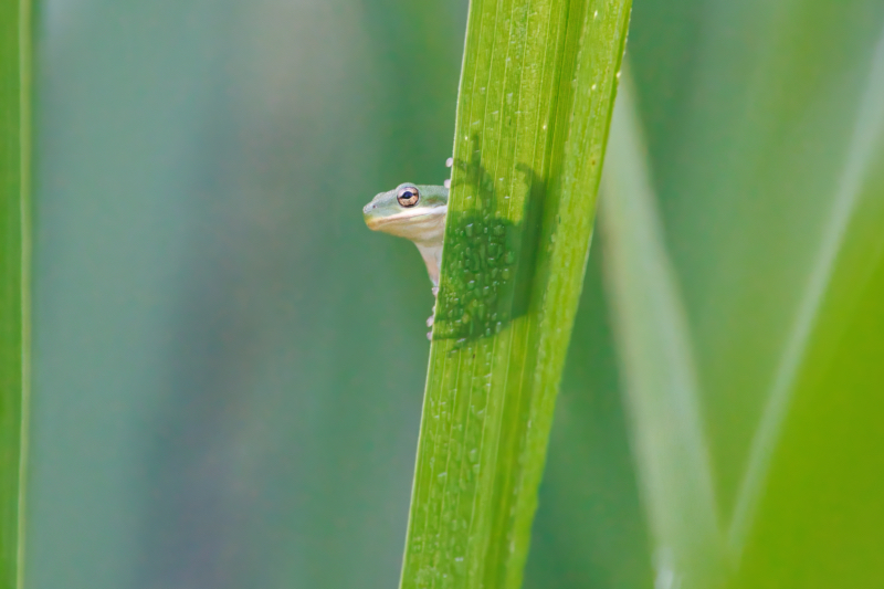 Green Tree Frog Peaking Around A Blade Of Grass