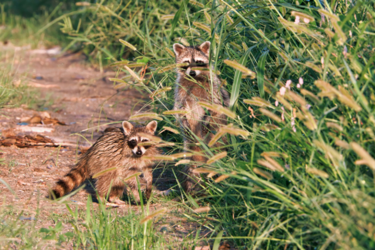 Raccoons Caught in the Act at Sequoyah National Wildlife Refuge - Steve ...