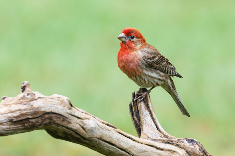 Handsome Male House Finch