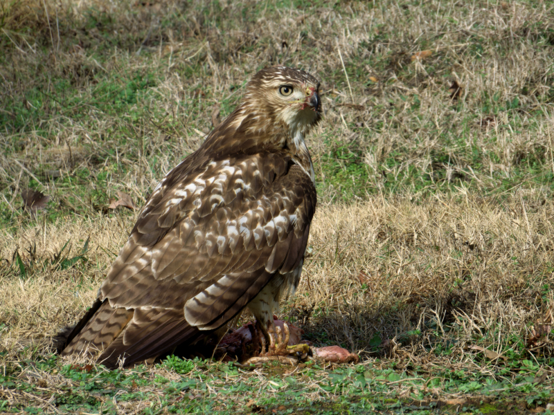 Hawk With A Dead Opossum Near My Home Here In Arkansas