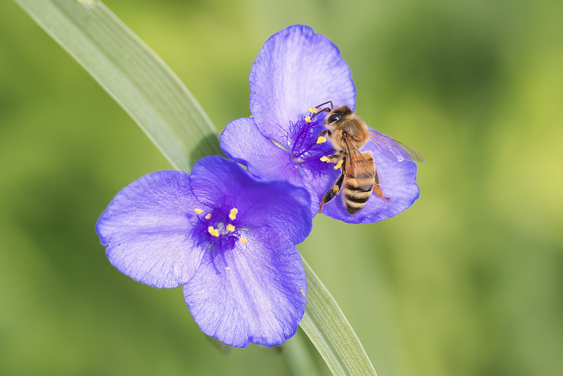 Honey Bee On Ernest’s Spiderworts