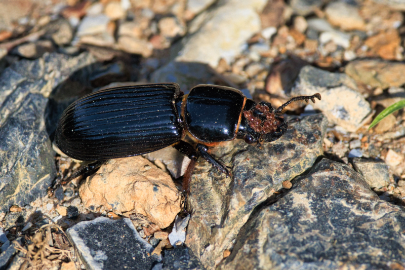 Horned Passalus Beetle With Mites