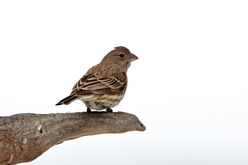 House Finch Perched On A Log On A Cold Winter Day