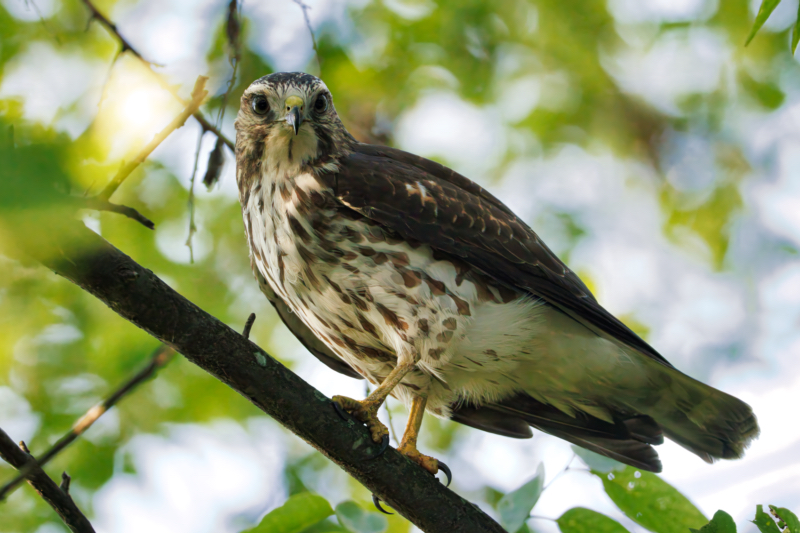 An Immature Broad-winged Hawk at the Sequoyah National Wildlife Refuge