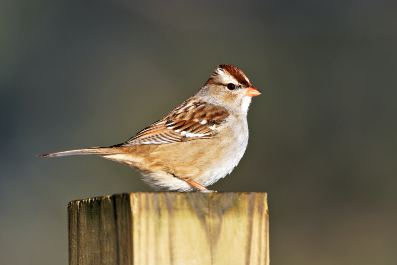 Immature White-crowned Sparrow in My Backyard