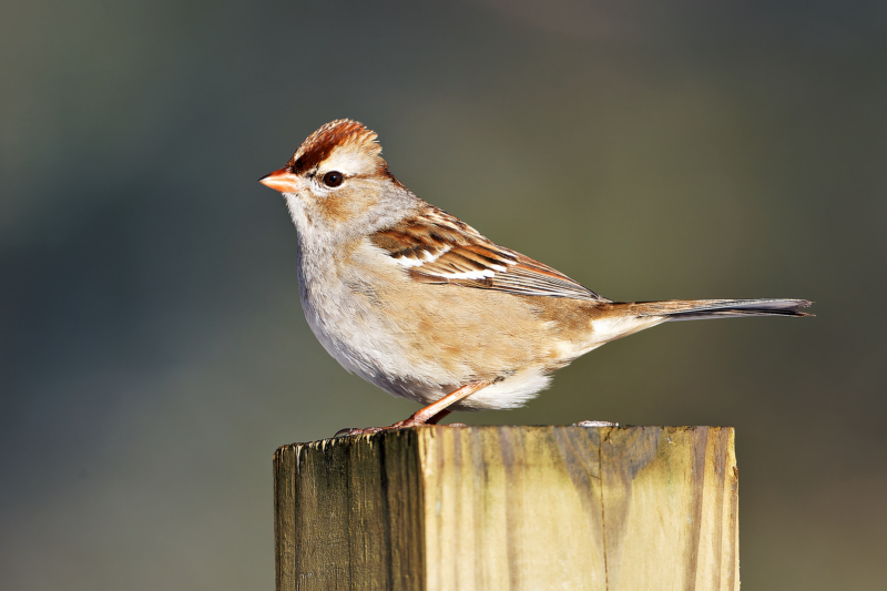 An immature White-crowned Sparrow perched on a wooden post with muted brown and white striped head plumage.