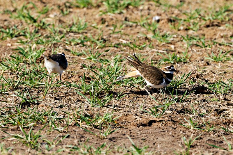 Killdeer Tail Flagging Display