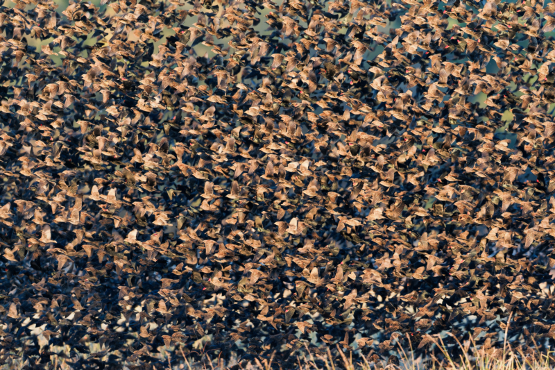 A Large Flock Of Blackbirds In Flight