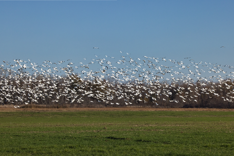 Large Flock Of Snow Geese Landing In Field