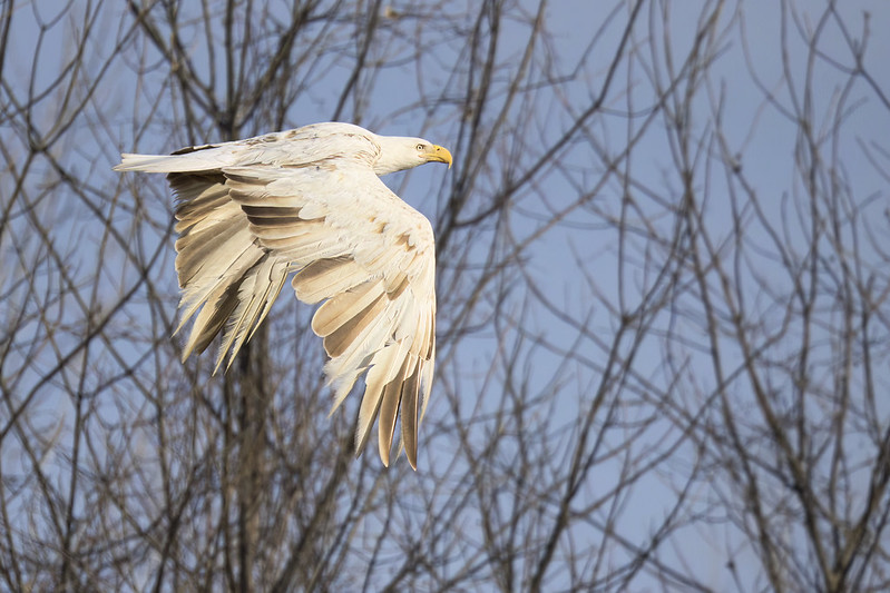 Leucistic Bald Eagle In Flight
