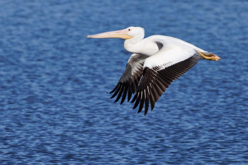 Lone American White Pelican in Flight