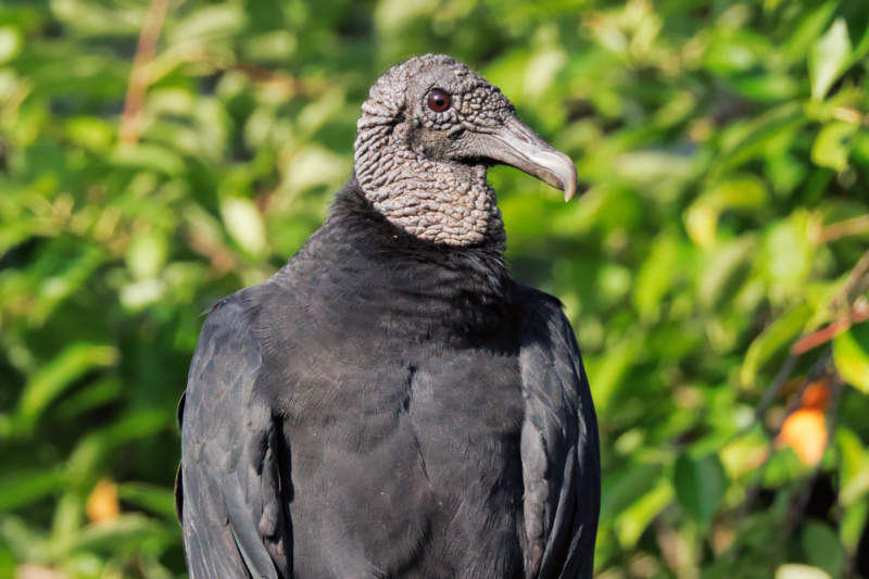 A Majestic Black Vulture in Oklahoma