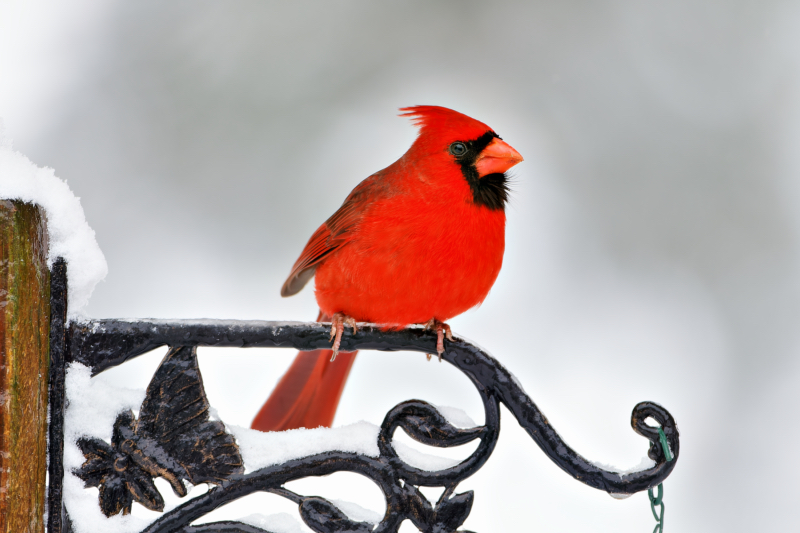 Male Northern Cardinal On A Snow Day