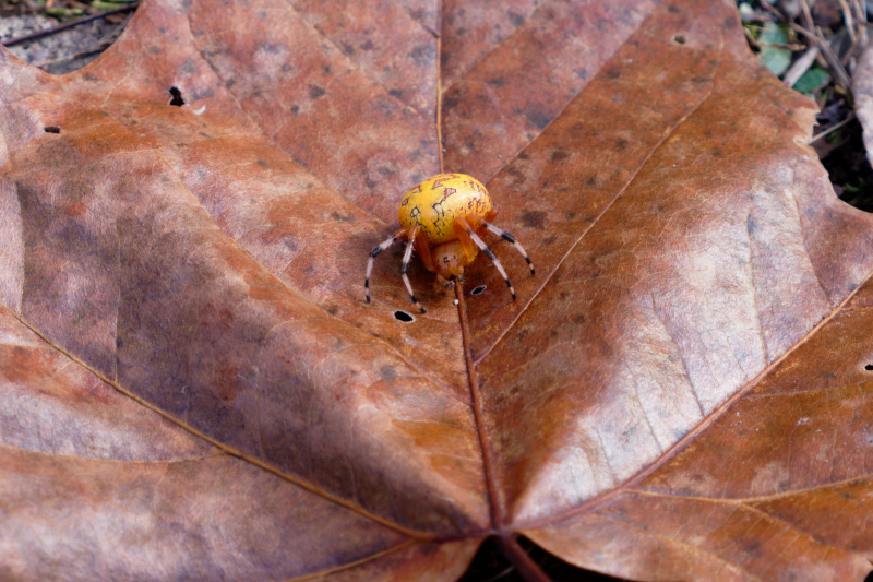 Marbled Orb Weaver Spider On Leaf