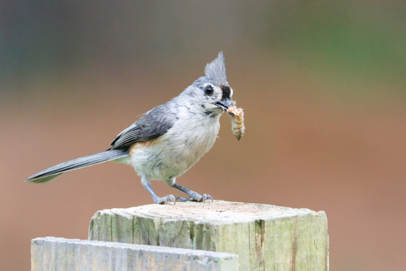 Mealtime for Baby Birds - Tufted Titmouse with Food