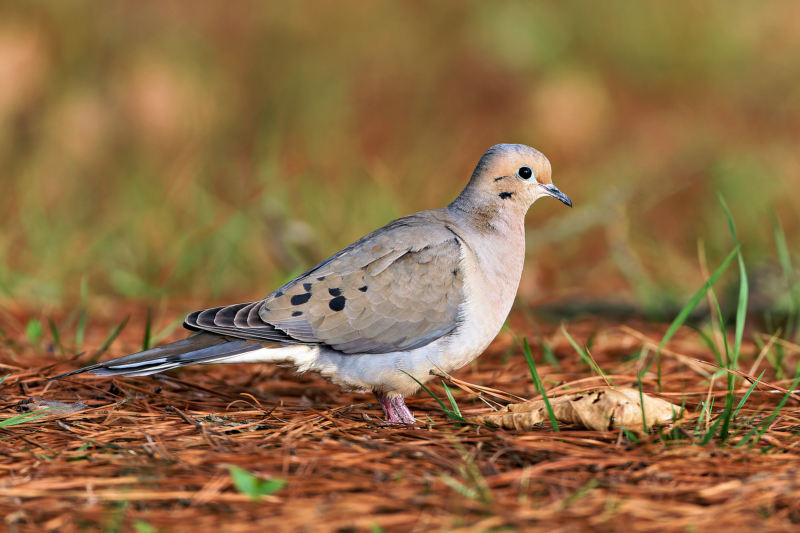 Mourning Dove In Pine Needles