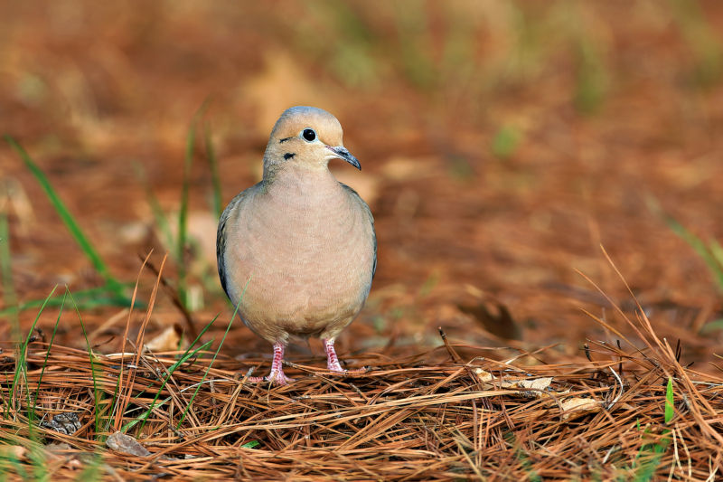 Mourning Dove Standing In Pine Needles