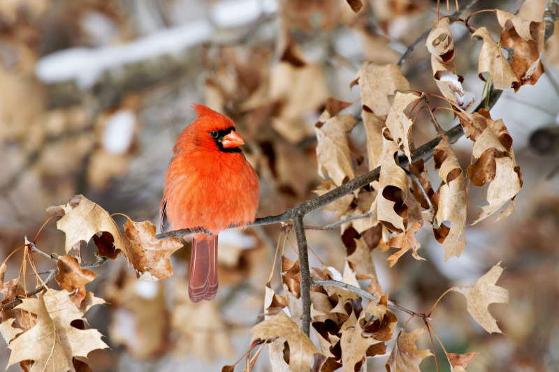 Northern Cardinal In An Oak Tree With Snow