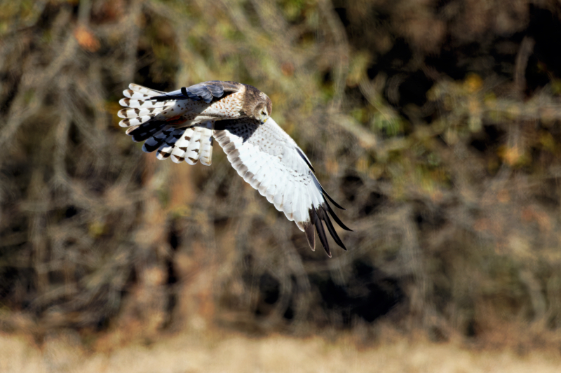 Northern Harrier Flying Low Over Field