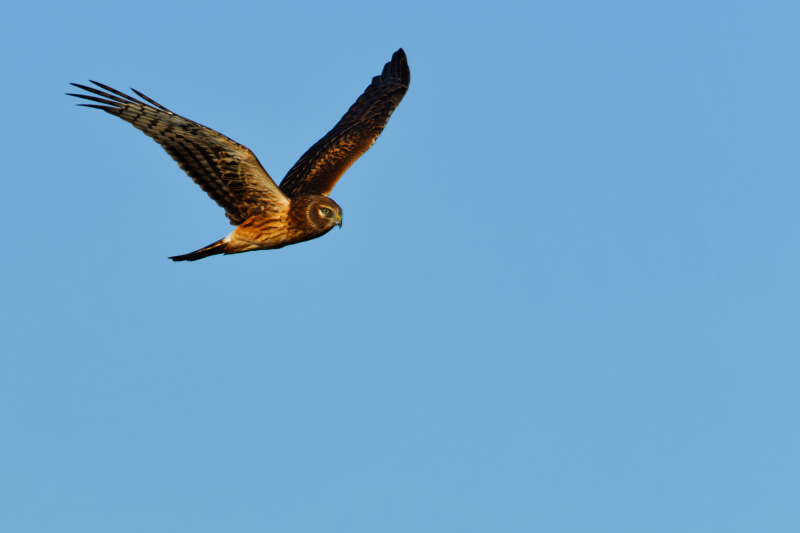 Northern Harrier On The Hunt