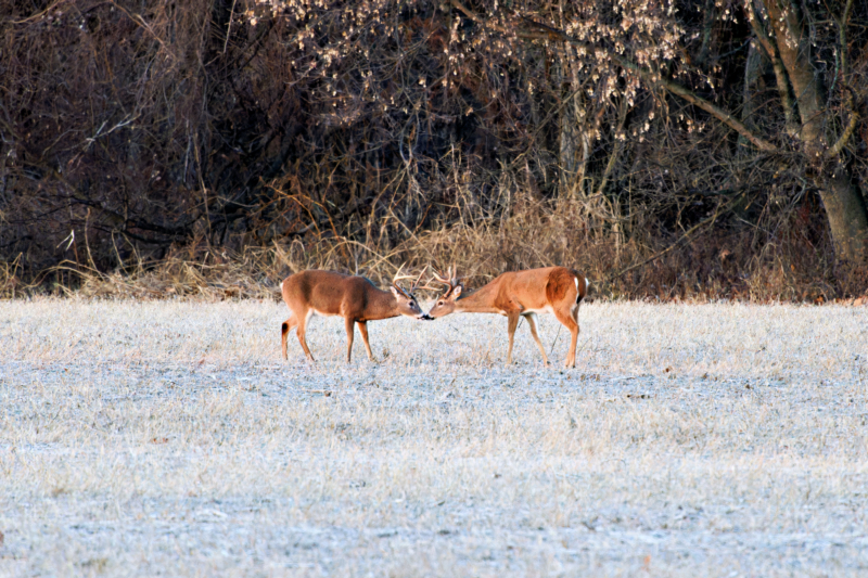 Nose-to-Nose Interaction Between Two Whitetail Bucks
