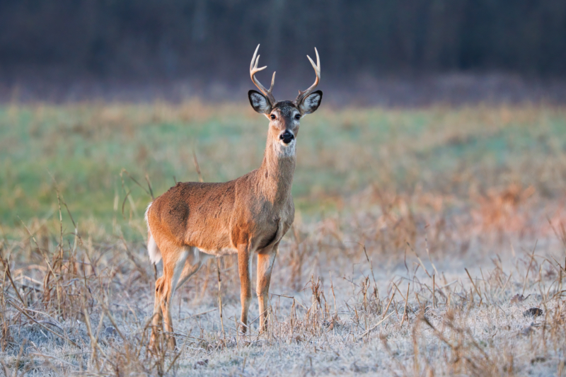 Oklahoma Buck Before Shedding Its Antlers
