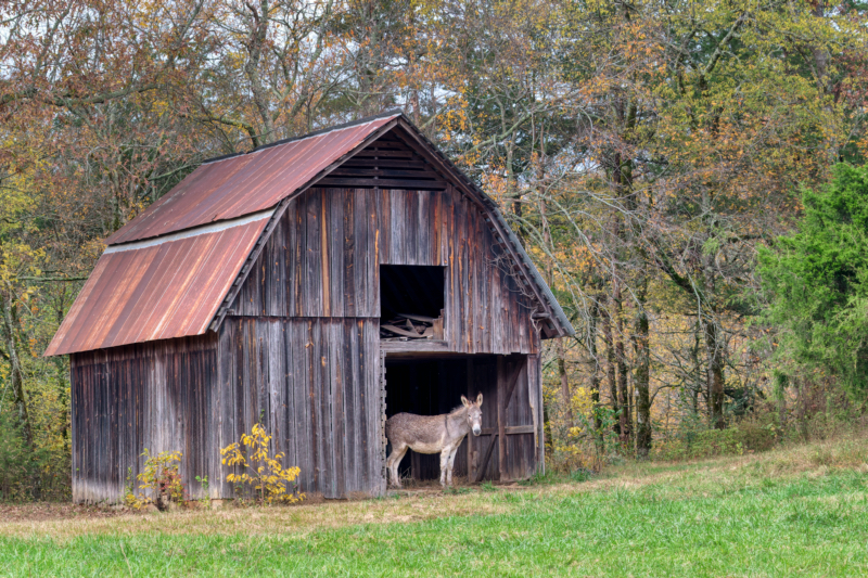 Old Weathered Barn With a Donkey