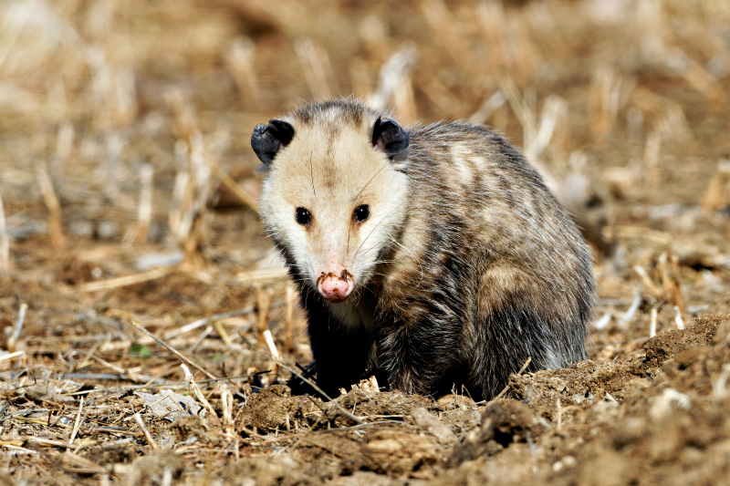 Curious Opossum in the Wild