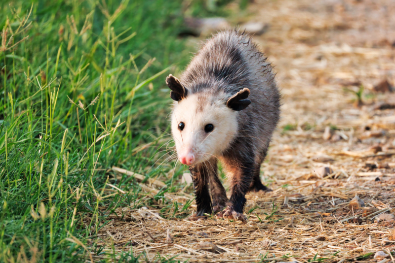 Opossum Walking On The Side Of The Road