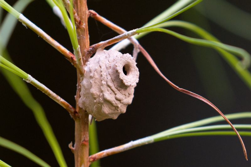 Potters Wasp Nest Here In Arkansas