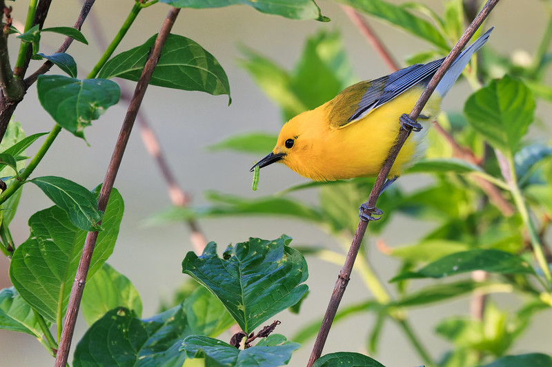 Prothonotary Warbler Feasting on a Caterpillar