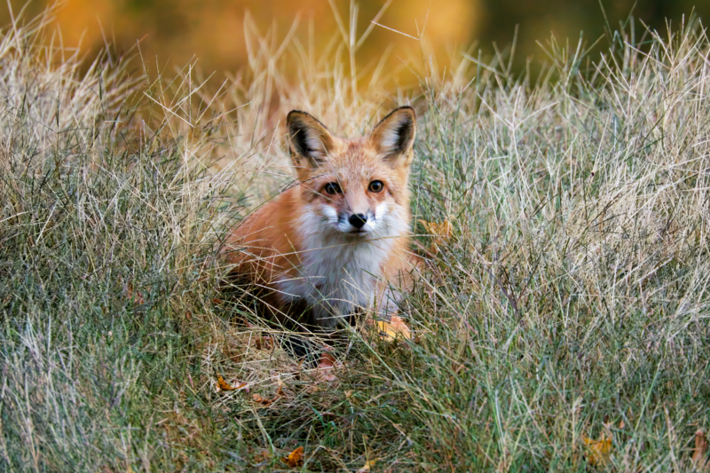 Red Fox Laying In The Grass
