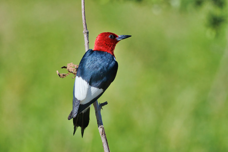 Red-Headed Woodpecker on a Delicate Sapling
