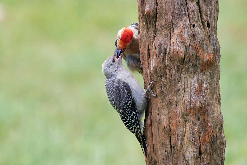 Red-bellied Woodpecker Fledgling Being Fed