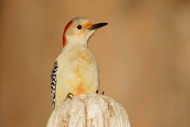 Red-bellied Woodpecker On Driftwood