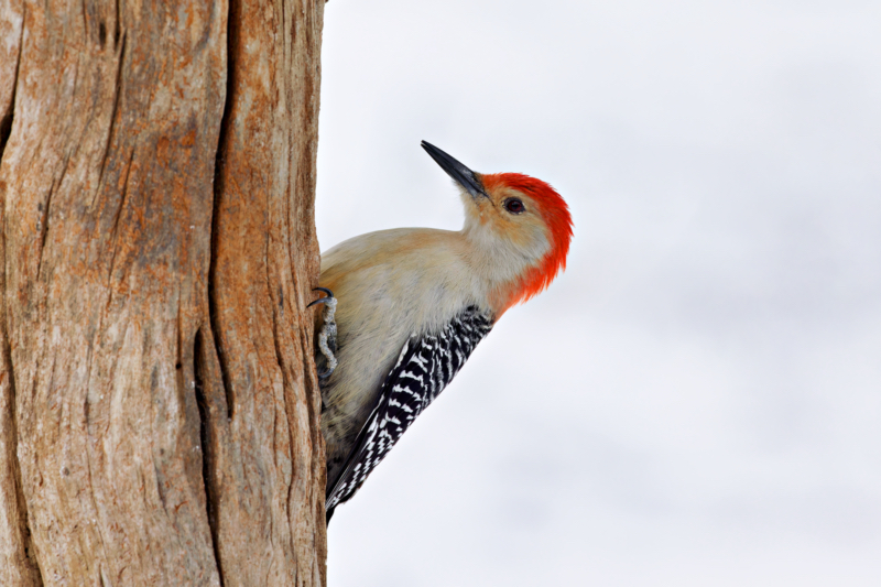 Red-bellied Woodpecker On A Cold Winter Day