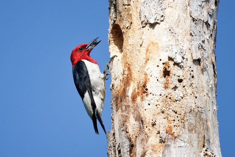 Red-headed Woodpecker Bringing Berries To The Nest