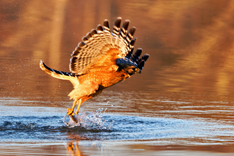 Red-shouldered Hawk Almost Out Of The Water With A Fish