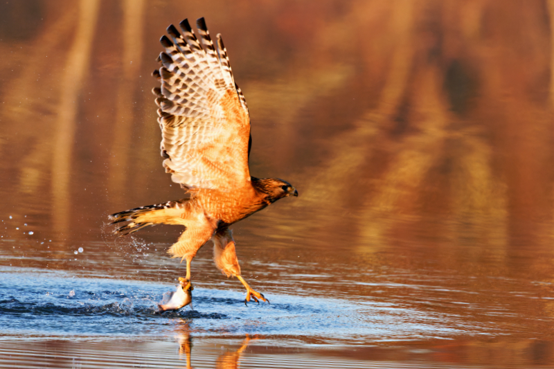 Red-shouldered Hawk Dragging A Fish Across The Lake Surface