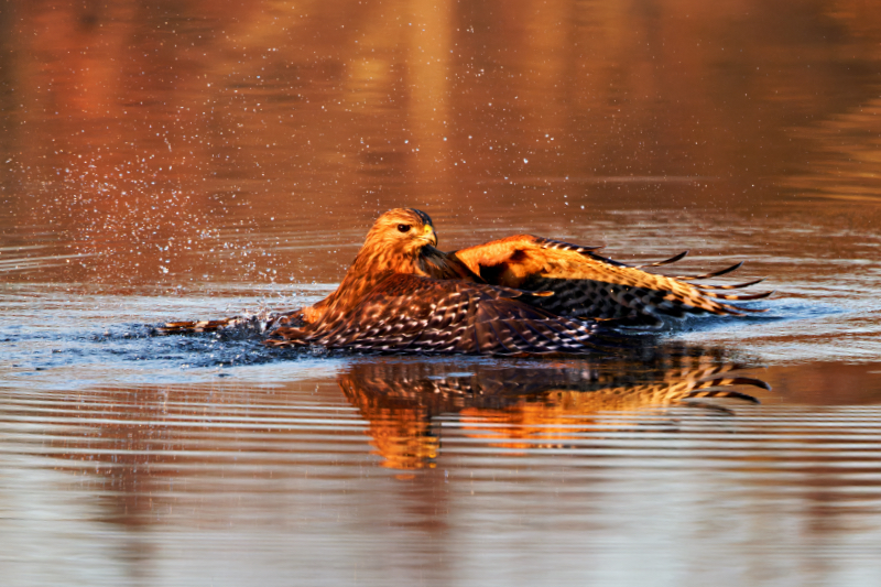 Red-shouldered Hawk In The Lake