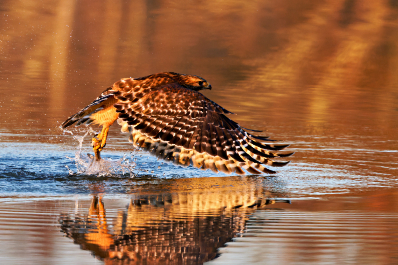 Red-shouldered Hawk Leaving The Lake With A Fish