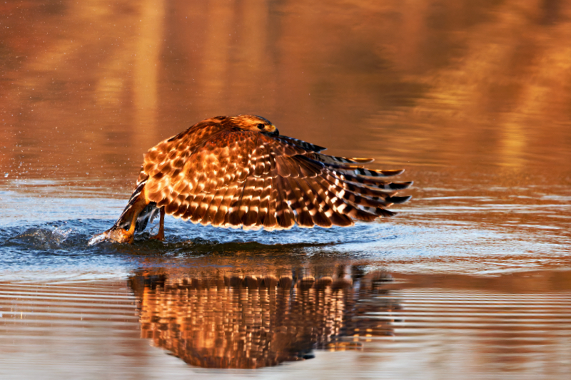 Red-shouldered Hawk Rising From The Lake With A Fish