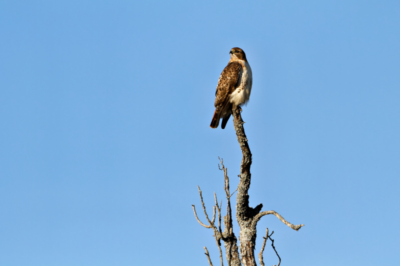 Red-tailed Hawk Perched on the Bare Branch of a Tree