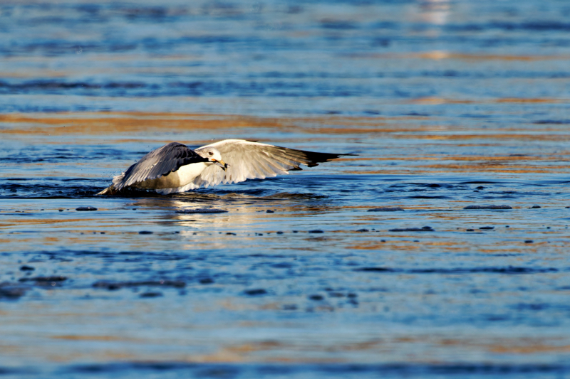 Ring-billed Gull Leaving The River With A Fish