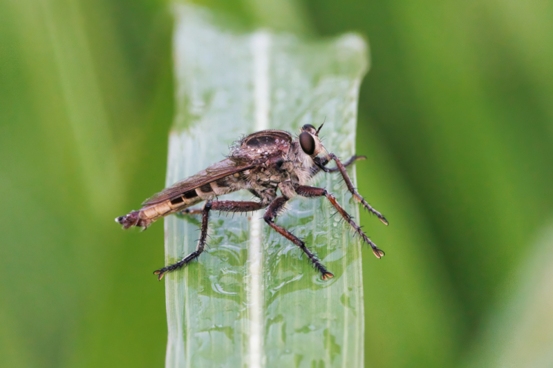 Robber Fly Perched On A Dew-covered Blade Of Grass