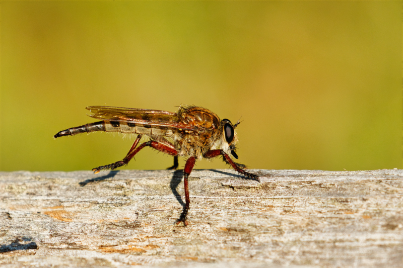 Robber Fly Perched On A Log