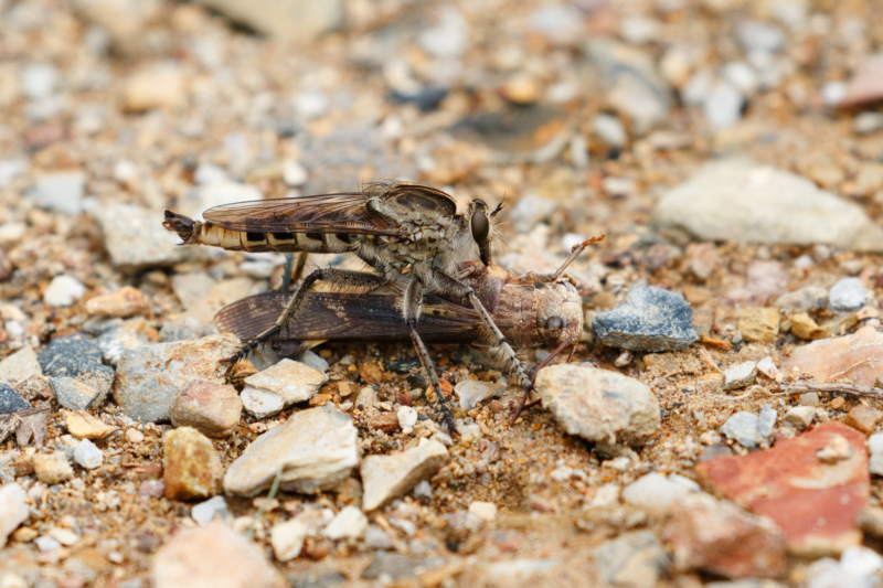 Robber Fly with Grasshopper Victim