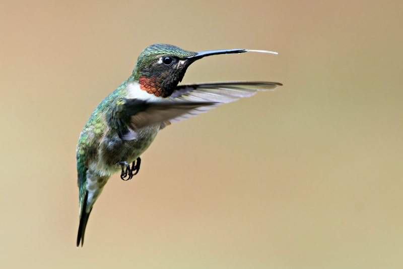 Ruby-throated Hummingbird Hovering