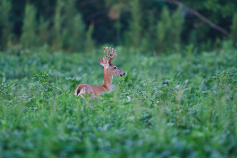 Same Buck Standing In Soybeans