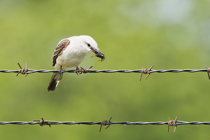 Scissor-tailed Flycatcher Eating A Cricket